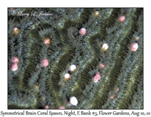 Symmetrical Brain Coral Spawn @ night