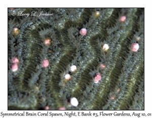 Symmetrical Brain Coral Spawn @ night