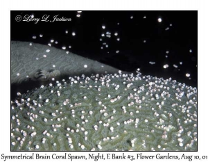 Symmetrical Brain Coral Spawn @ night