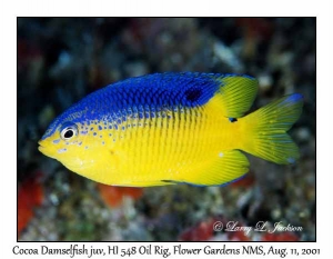 Coca Damselfish juvenile