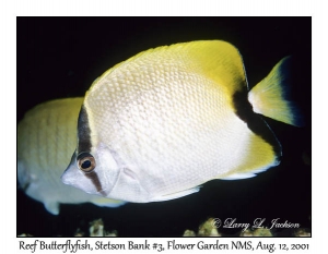 Reef Butterflyfish