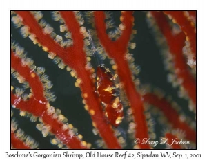 Boschma's Gorgonian Shrimp