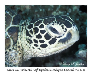 Green Sea Turtle