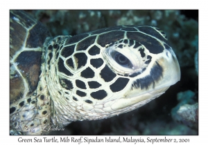 Green Sea Turtle