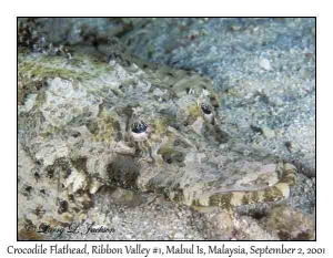 Crocodile Flathead