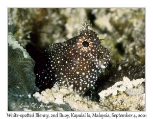 White-spotted Blenny