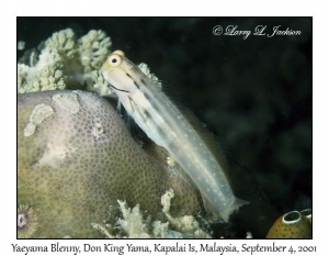 Yaeyama Blenny