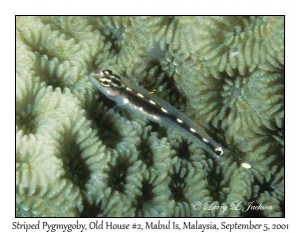 Striped Pygmygoby