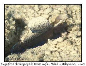 Magnificent Shrimpgoby