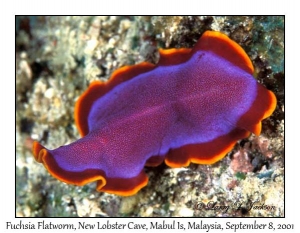 Fuchsia Flatworm