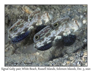 Signal Goby pair