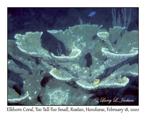 Elkhorn Coral