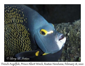 French Angelfish