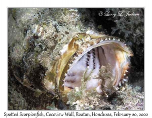 Spotted Scorpionfish