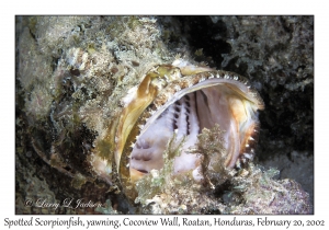 Spotted Scorpionfish