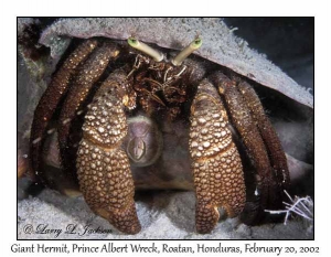 Giant Hermit Crab