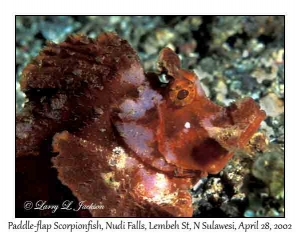 Paddle-flap Scorpionfish