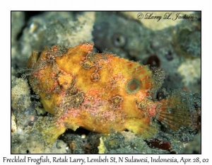 Freckled Frogfish