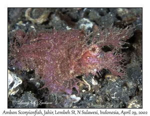 Ambon Scorpionfish