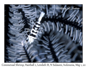 Crinoid Commensal Shrimp