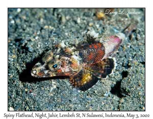 Spiny Flathead @ night