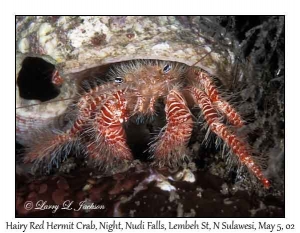 Hairy Red Hermit Crab @ night