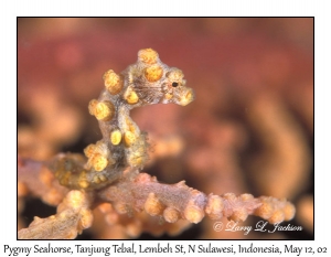 Pygmy Seahorse on Sea Fan