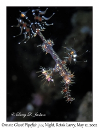 Ornate Ghost Pipefish juvenile @ night