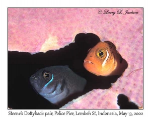Steene's Dottyback pair in Sponge