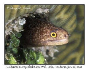 Goldentail Moray