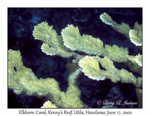 Elkhorn Coral