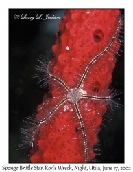 Sponge Brittle Star