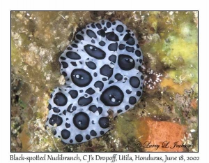 Black-spotted Nudibranch