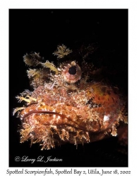 Spotted Scorpionfish