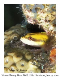 Wrasse Blenny