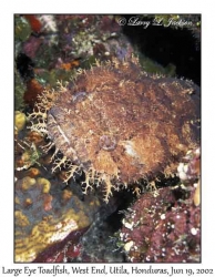 Large Eye Toadfish