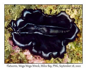 Flatworm