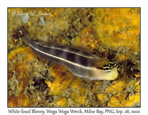 White-lined Blenny