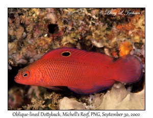 Oblique-lined Dottyback