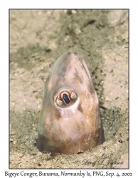 Bigeye Conger