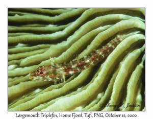 Largemouth Triplefin