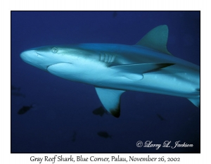 Gray Reef Shark