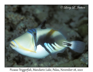 Picasso Triggerfish