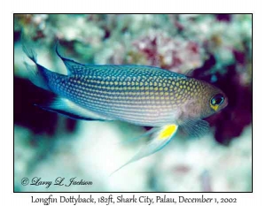 Longfin Dottyback