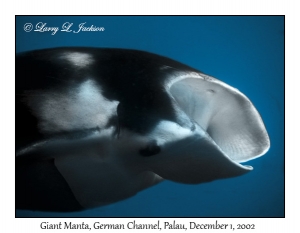 Giant Manta