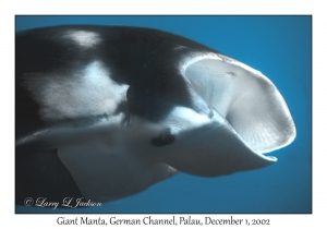 Giant Manta