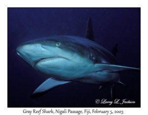 Gray Reef Shark