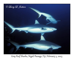 Gray Reef Sharks