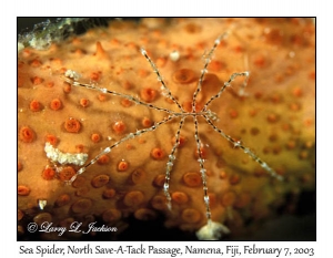 Sea Spider