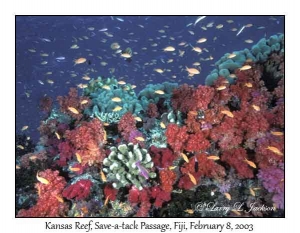 Kansas Reef
